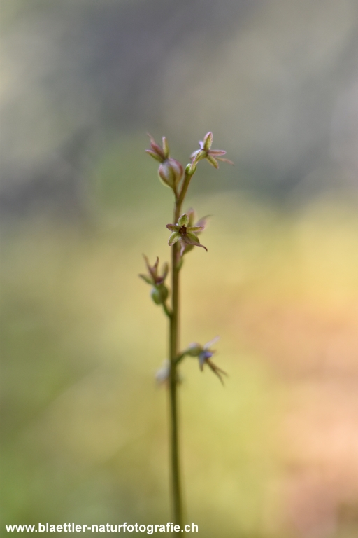 Kleines Zweiblatt (Listera cordata)